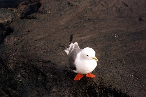 Kittiwake, Red-footed, St George Alaska 06-1996 B06P68I01